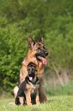 BERGER ALLEMAND 1356